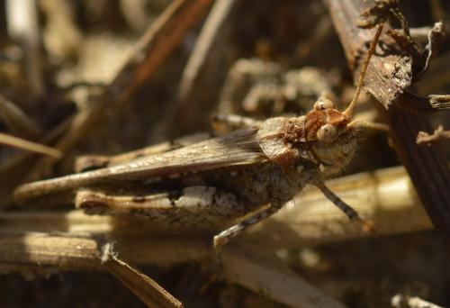 Réf. 255 128 : Acrotylus insubricus insubricus